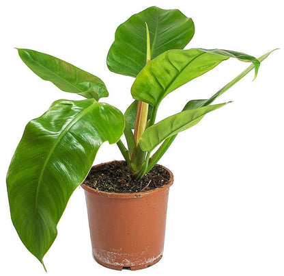Philodendron Imperial Green – image 4