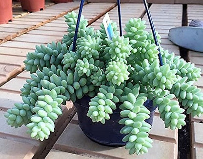 Sedum burrito , Burrows Tail Plant – image 5