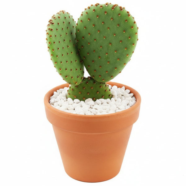 Bunny Ears, Cactus Opuntia Albata – image 4
