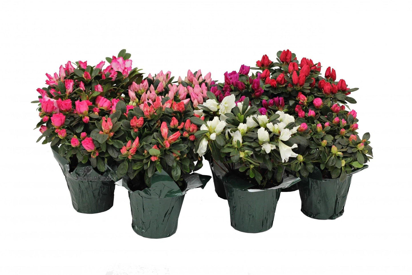 Azaleas, Rhododendron Simsii – image 6