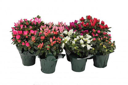 Azaleas, Rhododendron Simsii – image 6