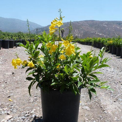 Yellow Bells, Tecoma Stans – image 5