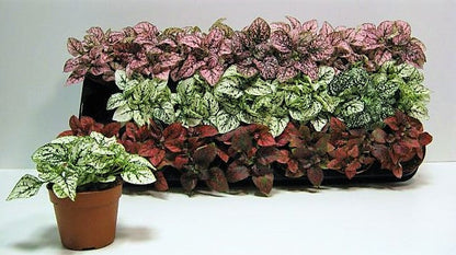 Polka Dot Plant, Hypoestes Phyllostachya Outdoor – image 4