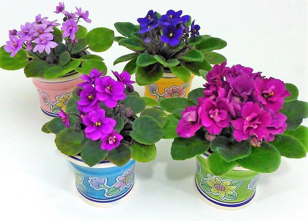African Violets, Saintpaulia – image 5