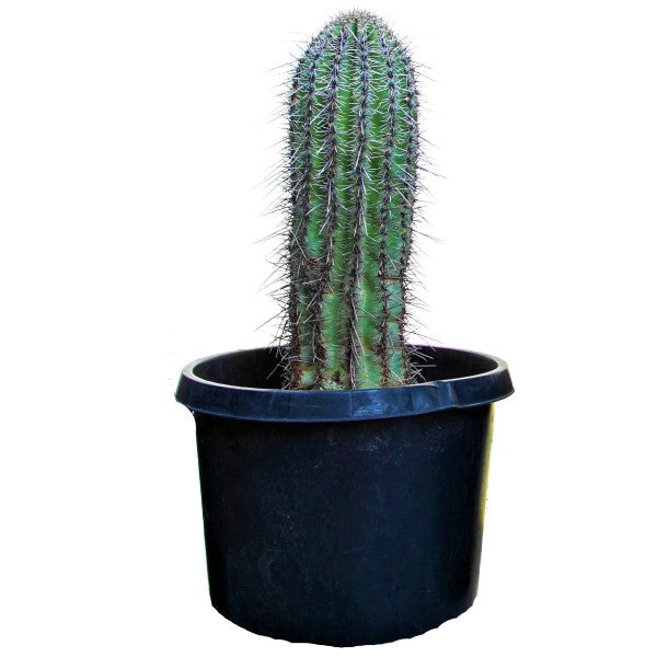 Saguaro Cactus – image 3