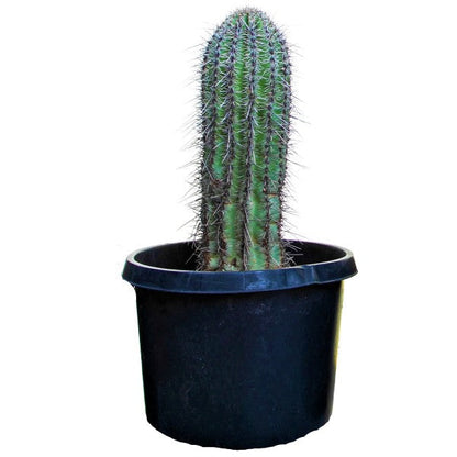 Saguaro Cactus – image 3