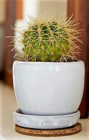 Ball Cactus, Barrel – image 6