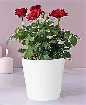 Rose Plant Indoor – image 7