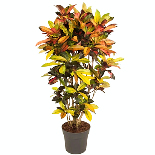 Codiaeum Iceton, Codiaeum Variegatum, Croton – image 6