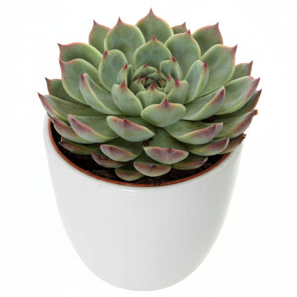Echeveria succulent – image 4