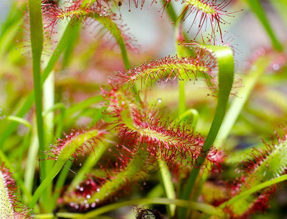 Drosera capensis or Cape Sundew – image 5