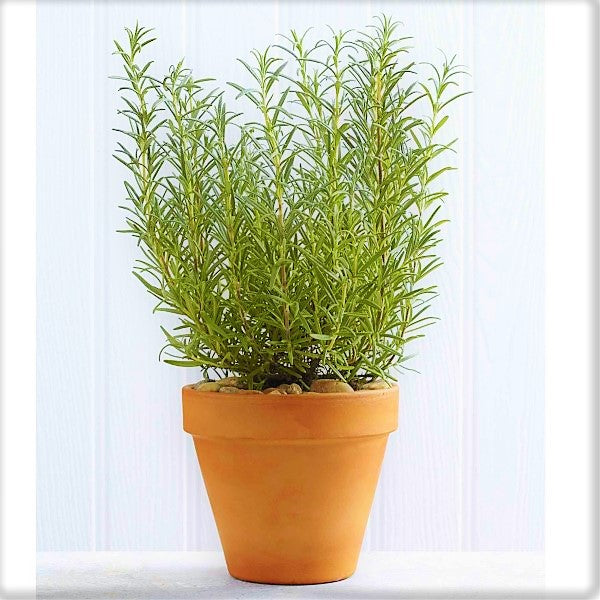 Rosmarinus Officialis, Rosemary Herb Outdoor – image 4