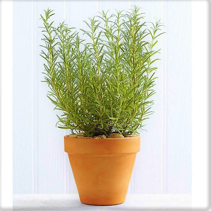 Rosmarinus Officialis, Rosemary Herb Outdoor – image 4