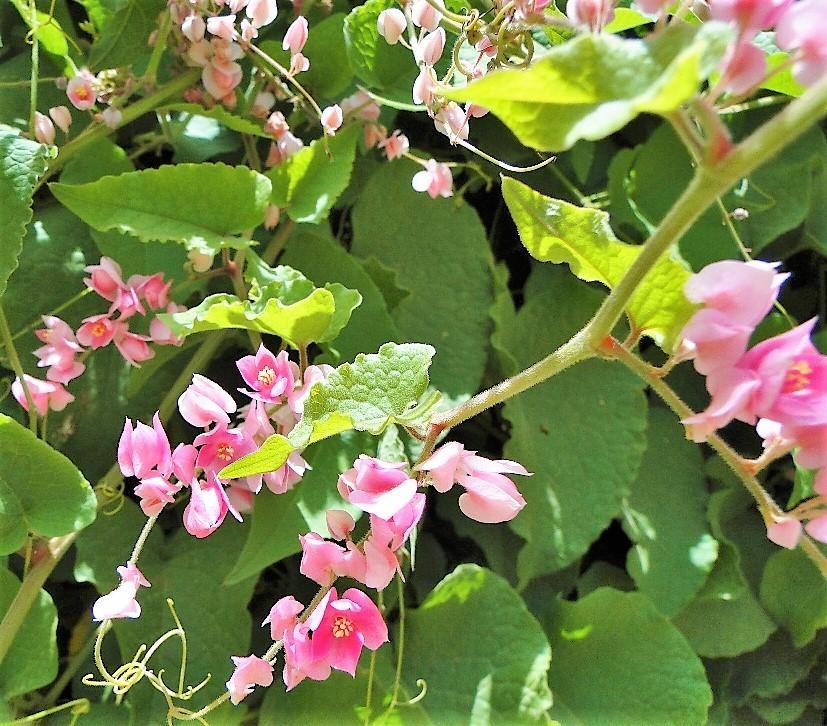 Antigonon Leptopus, Coral vine, Mexican Creeper – image 8