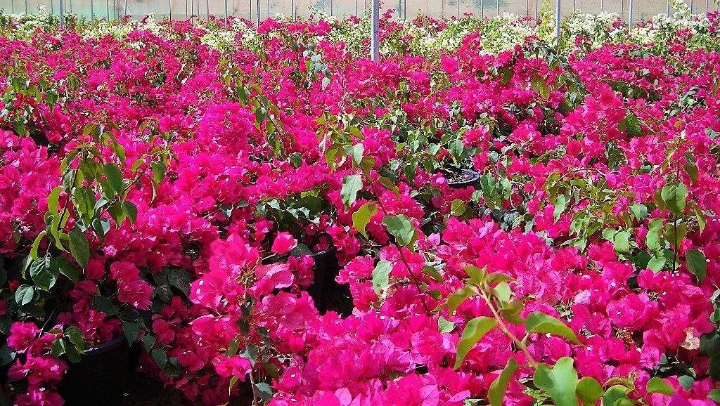 Great Bougainvillea, Bougainvillea Spectabilis – image 6