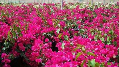 Great Bougainvillea, Bougainvillea Spectabilis – image 6