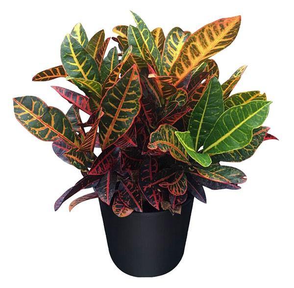 Croton Plant - Codiaeum Variegatum – Green Plants