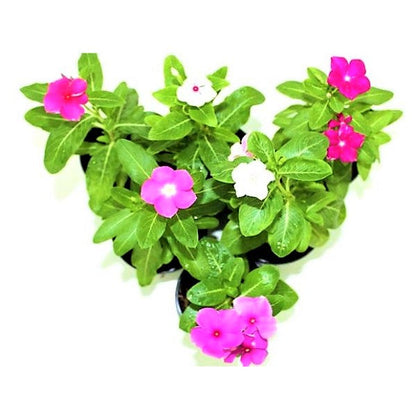 Vinca Flowers (small), Periwinkle – image 5