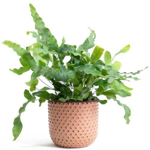 Blue Star Fern, Phlebodium Blue Star – image 7