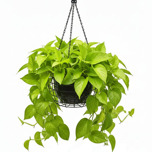 Neon Pothos – image 1