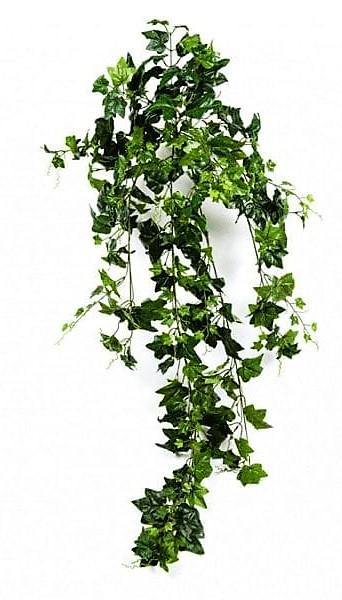 Hedera helix, English Ivy – image 7