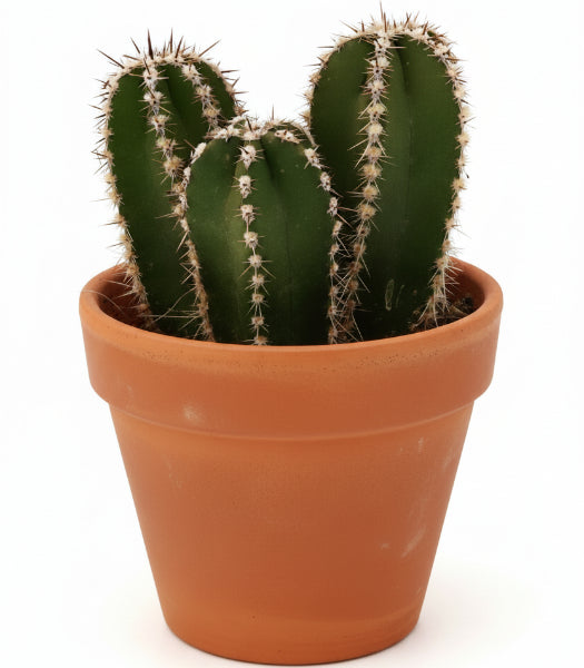 Echino Cactus – image 3
