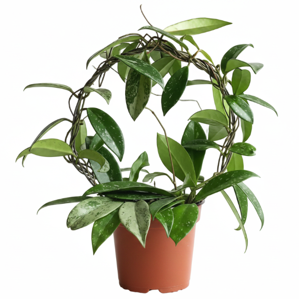 Hoya Publicalyx – image 1