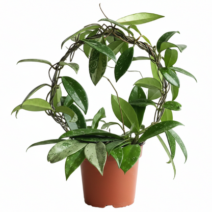 Hoya Publicalyx – image 1