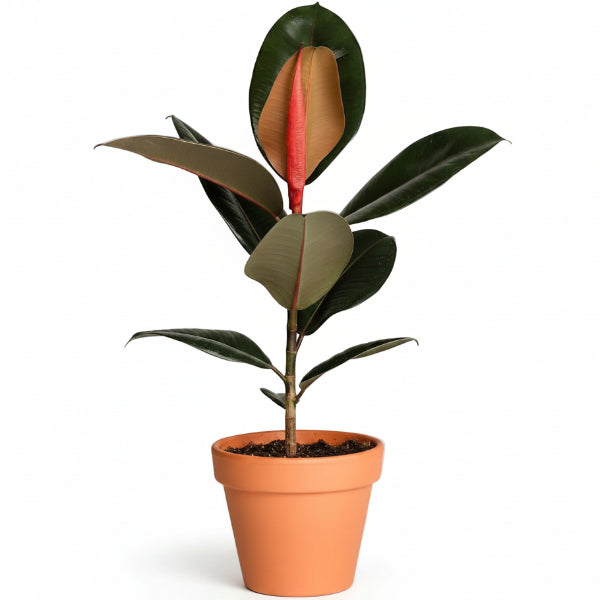 Ficus elastic Abidjan, Rubber Plant – image 6