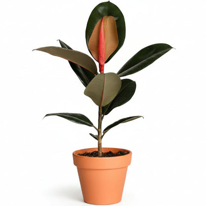 Ficus elastic Abidjan, Rubber Plant – image 6