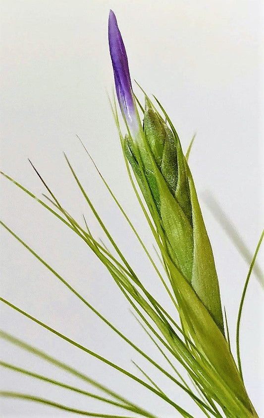 Tillandsia Juncifolia – image 2