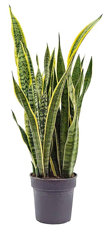 Snake Plant, Sansevieria Trifasciata, Laurentii, indoor – image 5