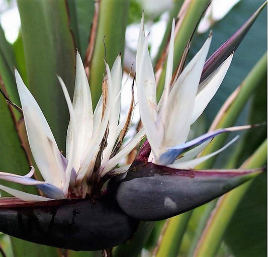 Bird of Paradise, Strelitzia Nicolai – image 2