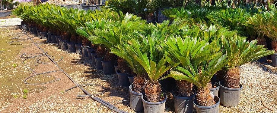 Cycas Revoluta, Sago Palm , Palm Fern, indoor – image 4