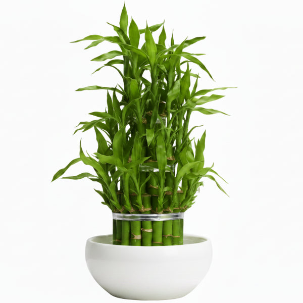 Lucky Bamboo Steps, Dracaena Sanderiana – image 2