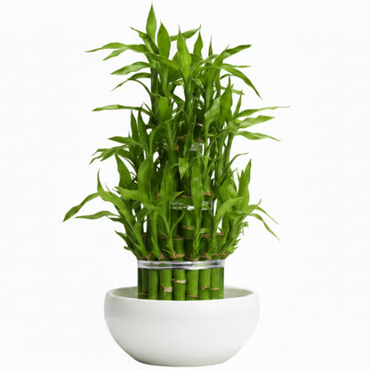 Lucky Bamboo Steps, Dracaena Sanderiana – image 2