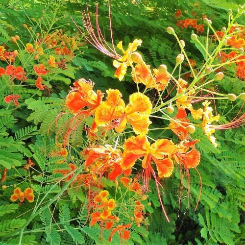 Caesalpinia pulcherrima, Peacock Flower – image 6