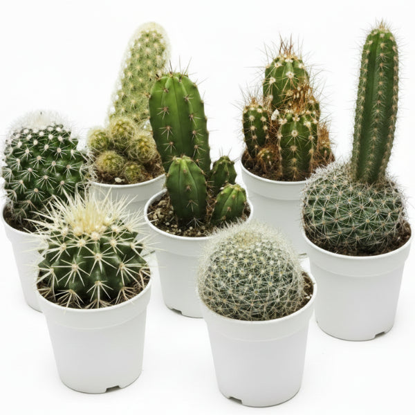 Ornamental Cactus Mix – image 3