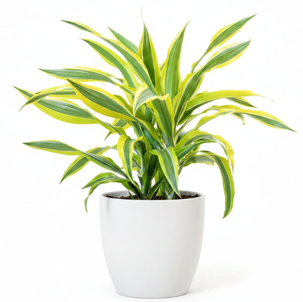 Dracaena Lemon Lime - Evergreen Indoor Plant – Green Plants