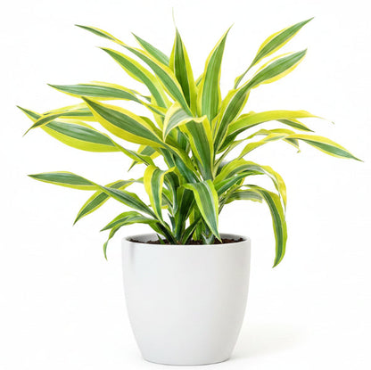 Dracaena Lemon Lime - Evergreen Indoor Plant – Green Plants