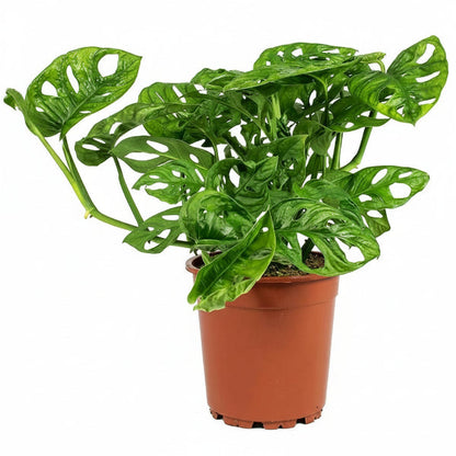 Monstera Adansonii, Swiss Cheese Plant – image 4