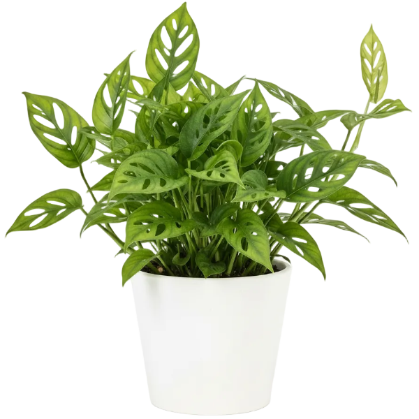 Monstera Adansonii, Swiss Cheese Plant – image 8