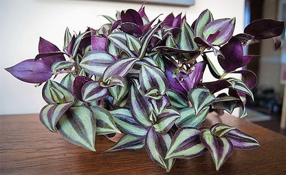 Tradescantia zebrina , Wandering Jew – image 5