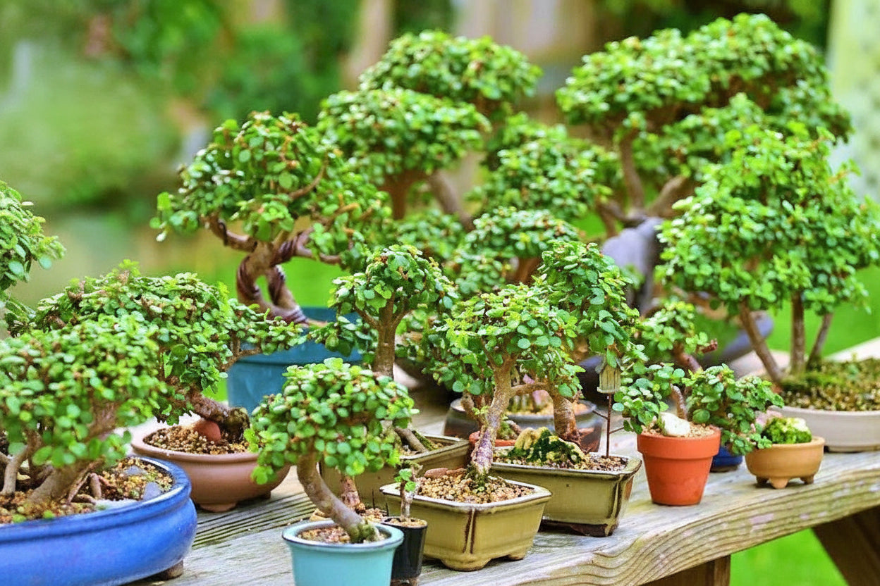 Elephant Bush, Portulacaria Bonsai – image 5