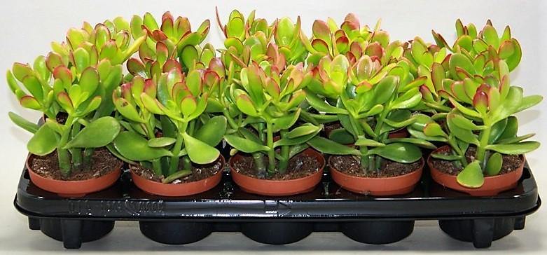 Crassula ovata Mini, Dollar Plant, Jade Plant – image 5
