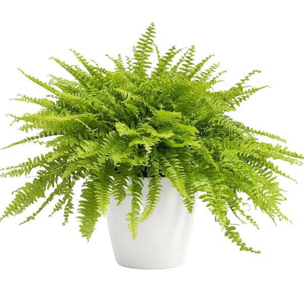 Nephrolepis exaltata, Green Lady, Boston Fern or Sword Fern – image 4