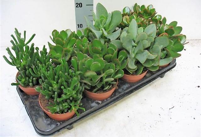 Crassula per plant 10-15cm – image 4