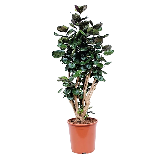 Aralia Fabian, Polyscias Fabian – image 4