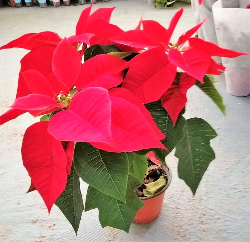 Euphorbia Pulcherrima (Titan Red), Poinsettia – image 3