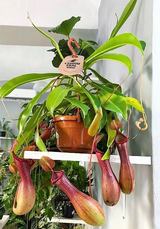 Monkey Jar , Nepenthes – image 5